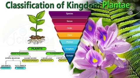 Classification Of Kingdom Plantae Youtube