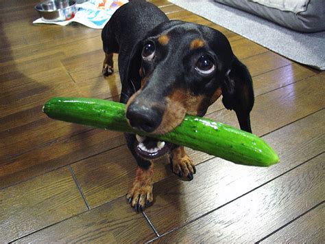 Can Dogs Eat Pickles The Answer Will Surprise You