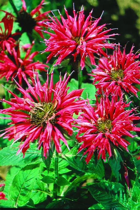 Bees provide flowers with the means to reproduce, by spreading pollen from flower to flower in a process called. Growing Bee Balm - Bonnie Plants