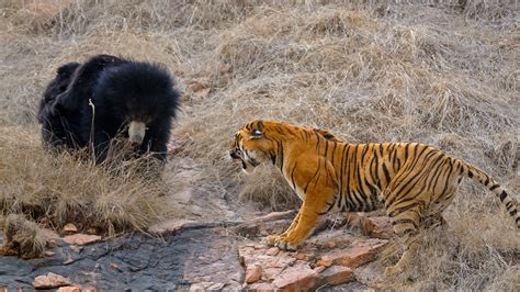 Siberian Tiger Vs Grizzly Bear Who Would Win Russia Beyond