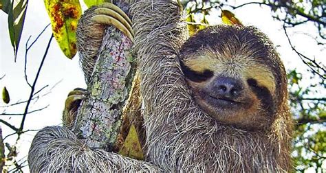Three Toed Sloth Zoo Theme Pinterest