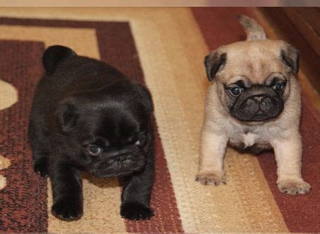 What is the adoption process? Pug Puppies For Sale | Charlotte, NC #251771 | Petzlover