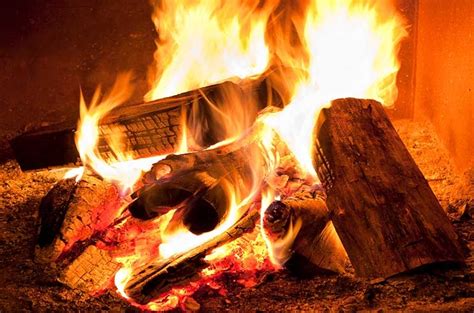 22 Of The Best Firewood Choices You Can Burn This Winter