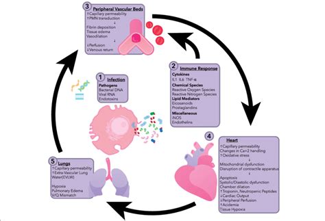Later, the host cellular immune responds and the cytotoxic. Pathophysiology of septic myocardial dysfunction. IL ...