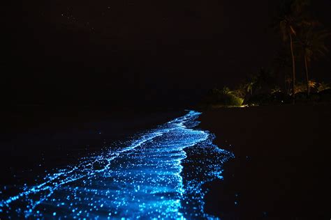 Bioluminescence Ocean Beach At Night Maldives Beach Bioluminescence