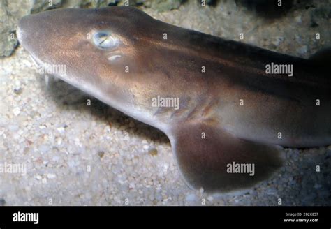 Grey Bambooshark Chiloscyllium Griseum Stock Photo Alamy