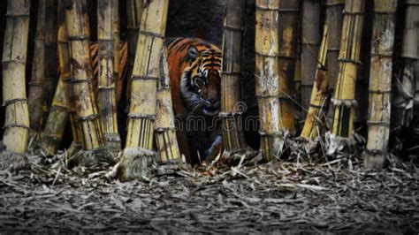 Scary Tiger In The Woods Stock Image Image Of Angry 19934247