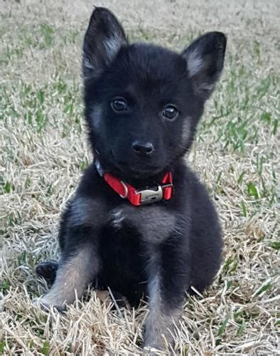 German shepherds for adoption, large dog breeds, puppies for sale, puppy stores, dog. Garnet-TX German Shepherd Dog Baby - Adoption, Rescue for ...