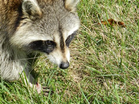 Raccoon 2 Free Stock Photo Public Domain Pictures
