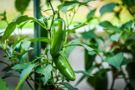 How To Perfectly Prune Jalapeño Pepper Plants In All Seasons The