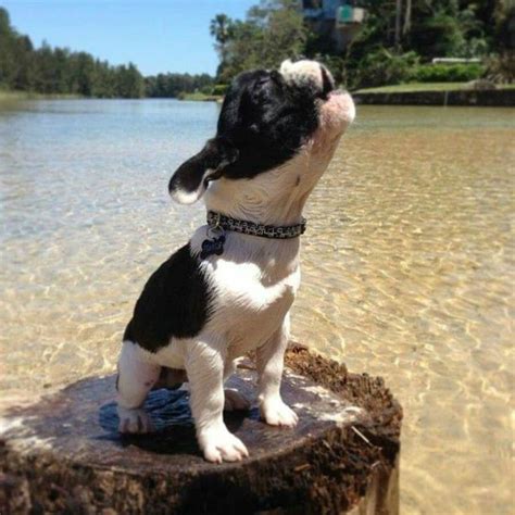 1135 Best Images About Boston Terriers On Pinterest
