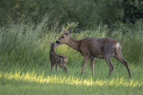 Dovhjort, dama dama, hane, vilda, djur, antlers, hösten. Rådjur - Naturpelle