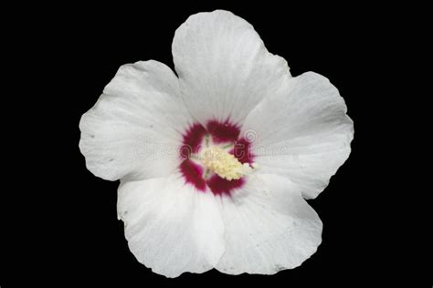 Hibiscus Syriacus White Rose Of Sharon `red Heart` Flower Isolated On