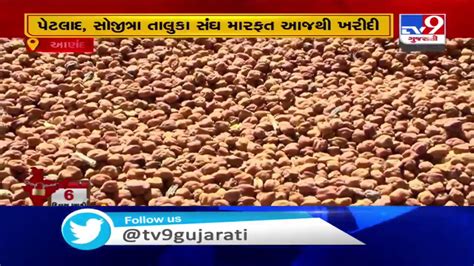 Gujcomasol Begins Procurement Of Mustard Seeds And Gram In Anand Youtube