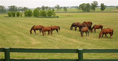Horse Farm Wallpapers Top Free Horse Farm Backgrounds Wallpaperaccess