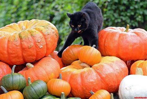 A Black Cat Standing On Top Of A Pile Of Pumpkins