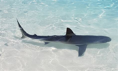 Tiburón Limón Carcharhinus Acronotus Ecoregistros