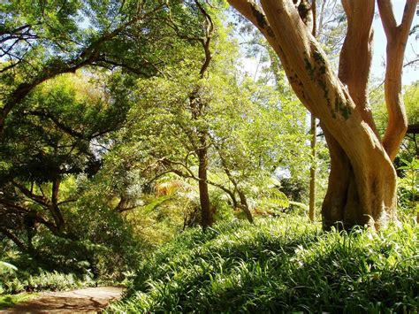 Making the natural landscape all lush and green. The Green Lady of Wahiawa Botanical Garden