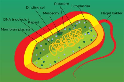 Jelaskan Struktur Sel Bakteri Lengkap Dengan Keter