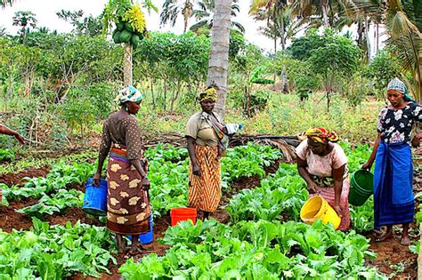 The Role Of Women In Nigerian Agriculture Sahel Consulting