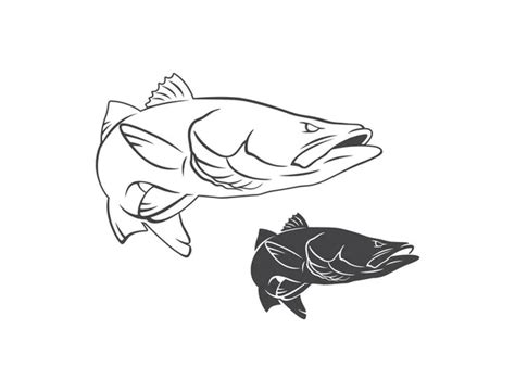 18 Snook Fish Stock Illustrations Depositphotos