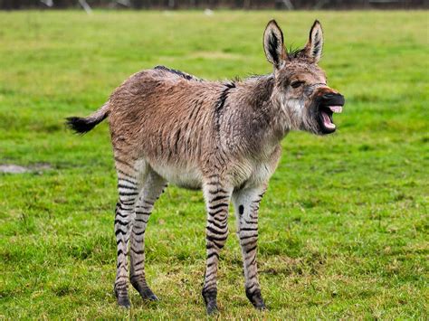 When did those japanese crickets get here? Rare cross between donkey and zebra known as 'zonkey' born ...