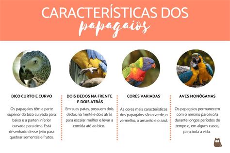 Escolha O Diagrama Que Melhor Representa Papagaios Gaivotas Corujas