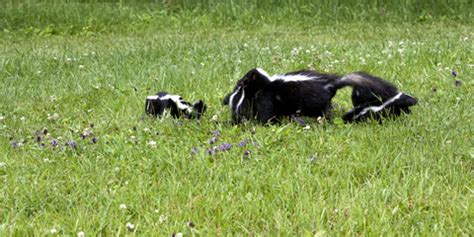 If the raccoon mom has babies, she may be aggressive if she feels her young are threatened. How to Get Rid of Skunks Living Under Your Deck or Shed