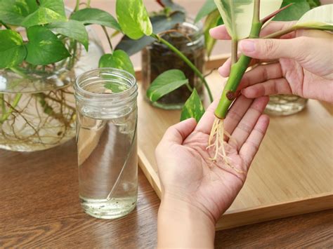 Tips For Propagating Houseplants With Cuttings