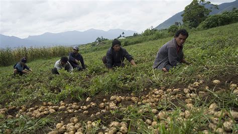 Reaping The Rewards Of Sustainable Potato Farming Jg Summit Holdings