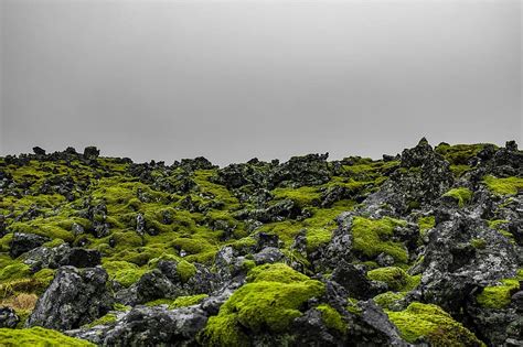 Iceland Moss Green Nature Landscape Stones Rock Volcanic Rock