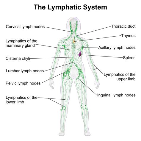 About Lymphedema And Lipedema Obesityhelp