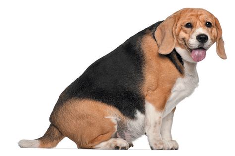Search, discover and share your favorite fat dog gifs. Hypothyroidism in Dogs — Why Does It Happen and Can You ...