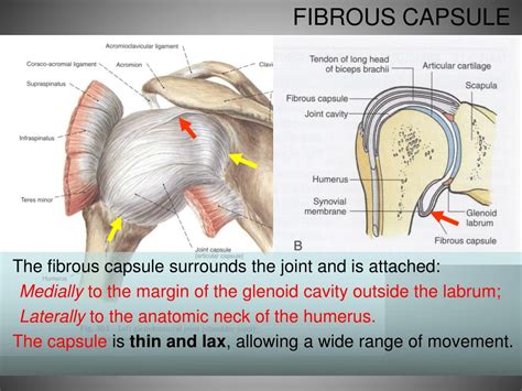 Ppt Functional Anatomy Of Shoulder Joint Powerpoint Presentation