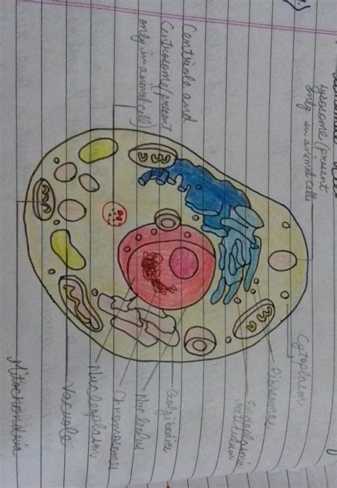 Draw A Well Labelled Diagram Of Animal Cell And Mention One Function Of