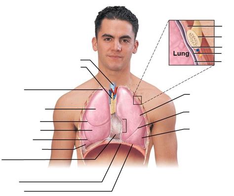 Respiratory System 1 Diagram Quizlet