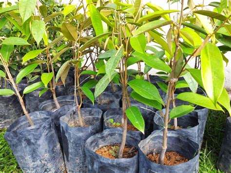 Assalamualaikum & salam sejahtera, anak pokok durian musang king sedia untuk dijual. BUMI HIJAU NURSERY (002279488-D): Benih pokok durian duri ...