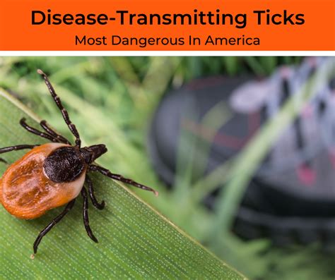 11 Dangerous Ticks In America That Transmit Diseases