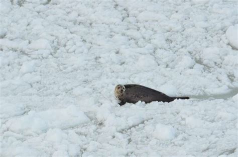 canadian seal hunt begins earlier than usual the dodo