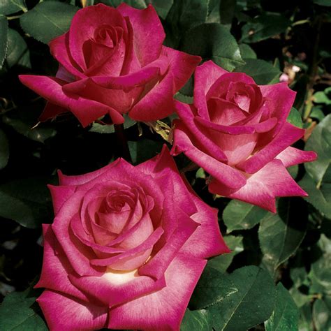 Signature Hybrid Tea Rose Hot Pink Rose For Sale At Jp