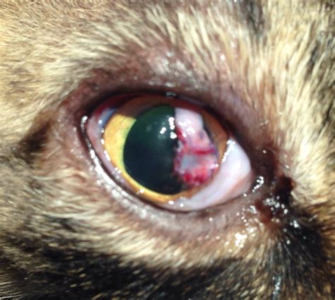 An infectious process of the cornea, resulting in clouding of the cornea, marked eye pain and decreased vision. Conjunctival pedicle flap following removal of corneal ...