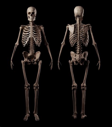 Human Skeleton Roman Adamanov Human Skeleton Human Skeleton Anatomy