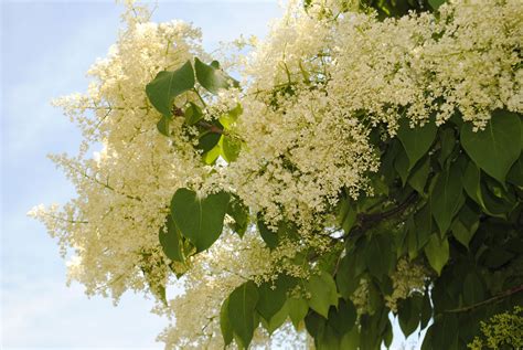 Ivory Silk Japanese Lilac Syringa Reticulata ‘ivory Silk Pialas Nursery And Garden Shop