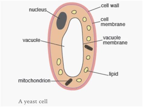 Hair cell keywords:, cell membrane ,chloroplast, vacuole, cell wall, nucleus, ribosome, mitochondria what adaptations do these cells have for their jobs? Yeast (a fungus).