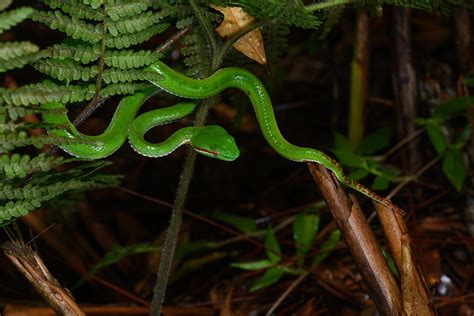 Trimeresurus Gumprechti Gumprechts Green Pit Viper Phu Flickr