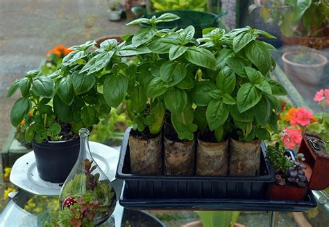 Clever Gardening Hack How To Grow Supermarket Basil Storing Basil