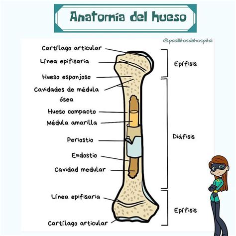 Estructura Del Hueso Anatomia Del Hueso Anatomía Anatomia Y