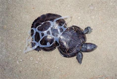 Sea Animals Affected By Plastic