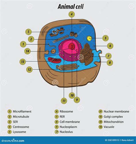 Disegno Illustrativo Vettoriale Di Diagramma Con Cellule Animali Con