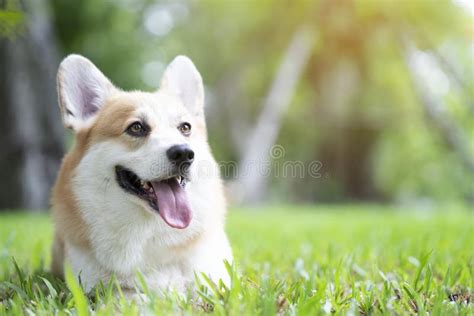 516541 Happy Dog Photos Free And Royalty Free Stock Photos From Dreamstime